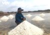 Salt Prices Plummet, Leaving Ben Tre Farmers High and Dry