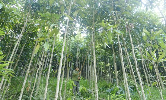 The Ancient Spice: Vietnam’s Treasured Export.