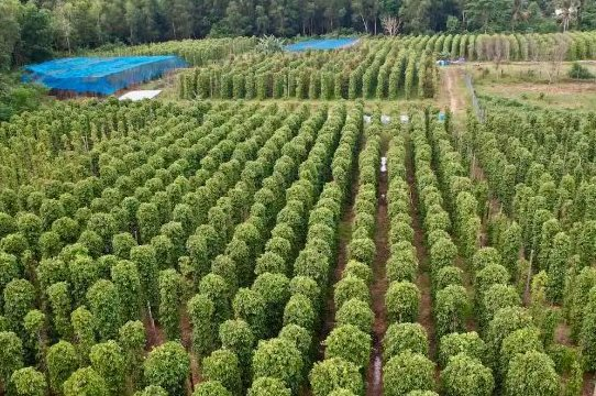 The Cambodian and Brazilian Saviours: How Vietnam Conquered the World with a 60% Global Market Share and Continuous Orders from 120 Countries.