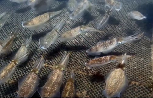 The Ocean’s Bounty: How Vietnam’s Aquatic ‘Produce’ is Captivating South Korea
A tantalizing tale of Vietnam’s aquatic delights captivating South Korean palates and purses alike. With a mouthwatering 0% import tax, this underwater bounty has netted over $400 million since the year’s start.