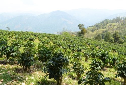 “African Exports: A New Rival for Vietnam in the Chinese Market”