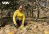 The Gift of Citrus: Devastation in Yen Bai as Floods Leave Farmers Ruined