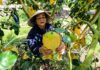 Citrus Season Kicks Off in Phúc Trạch: Farmers Rejoice as They Count Their Fruits and Earnings