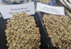 Robusta Coffee Prices Surge Overnight