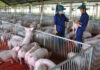 The Hog Raisers’ Windfall: How the Pork Giants Profit from Skyrocketing Prices in the First Half of the Year