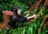 The Curious Case of Vietnam’s Coffee Export Market: What Do Experts Make of It?