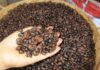 The Robust Coffee Bean: A Record-Breaking Brew