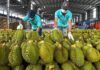 The Fruitful Harvest: Vietnam’s Record-Breaking Produce that has China Craving for More.