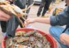 The Tasty Travellers: African Sea Crabs at 65k VND/kg — Are They Really as Delicious as the Famous Cà Mau Crabs?