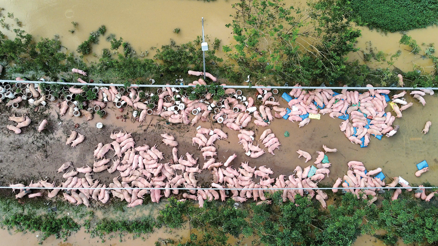 Let’s Rise Together and Revive Agriculture After the Storm