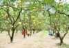 The Enchanting Dai Citron Garden: A Delight for Hanoi’s Visitors
