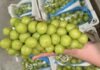 No Harmful Residues Found in Chinese Table Grapes in Vietnam