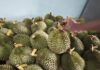 The King of Fruits: Vietnamese Durian’s Unique Appeal and Sky-High Prices