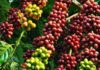 The Mystifying Phenomenon of Vietnam’s Coffee Exports