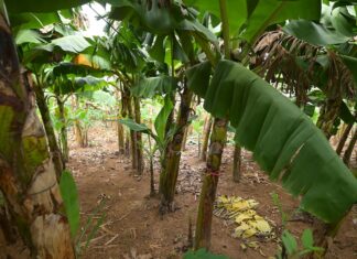 The Green Banana Boom: A Tasty Treat Worth its Weight in Gold