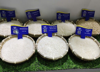 Unlocking Vietnam’s Rice Export Miracle