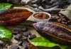 The Sweet Success of Cocoa: Scaling New Heights