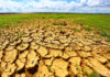 “The Looming Desertification Crisis: Vietnam’s 11.8 Million Hectares at Risk”