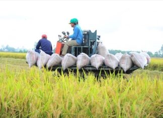 The Great Rice Rush: From World ‘Kings’ to Unlocking the Floodgates