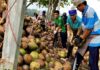 The Coconut Conundrum: A Pre-Tet Price Surge