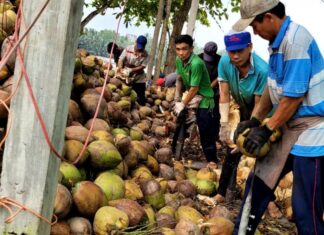 The Coconut Conundrum: A Pre-Tet Price Surge