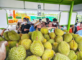 The King of Fruits Reigns Supreme: Durian Accounts for Nearly 50% of Vietnam’s Fruit and Vegetable Exports