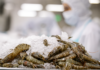 “US Shrimp Exports Down 29% in July”
