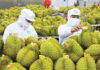 A Tasty Transition: Revamping the Durian Export Scene