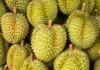 Thailand, Vietnam’s Rival, Unveils New Durian Varieties: Over 200 Registered Cultivars Aim to Conquer Indian, Australian, and European Markets.
