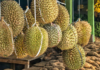 The King of Durian: A Million-Dollar Venture with China for Vietnam’s Top Durian Competitor