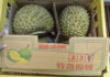 “Durian Returned from China Must Be Tested for Aflatoxin Before Consumption”