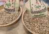 Today’s Coffee Prices: Unbelievable! Robusta Surges for the Sixth Straight Session
