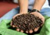 The Perfect Brew: Coffee Achieves Record-Breaking Export Value