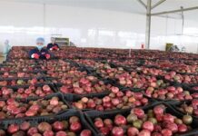 The Ultimate Guide to China’s Million-Dollar Craze: Unveiling Vietnam’s Top 10 Global Exports