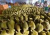 The King of Fruits: A Nation’s Dream to Become the Ultimate Supplier of Durian to China and Beyond.