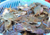 The Tastiest and Most Expensive Vietnamese Crabs: A Decade in Review