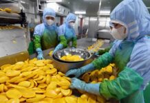 “From Hunger to Harvest: Vietnam’s Agricultural Revolution”