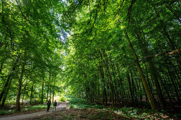 Opening of the healing forest