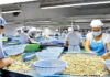 China’s Urgent Pursuit of Vietnamese Cashews: Unveiling the Strategy