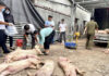 The African Swine Fever Outbreak Surges by 187%, Dong Nai Issues Urgent Directive.