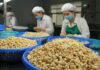 A Tasty Treat: Cashew Exports Soar