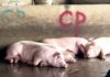 “Breaking News: Allegations Against C.P. Vietnam for Selling Sick Pig Meat”