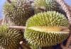A Plethora of Chinese Businesses Are Heading to Ho Chi Minh City to Procure Durian