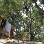 “The Premier Harvest: Unveiling the Finest Fruits of the Season”