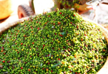 Today’s Pepper Prices Remain Stable, Peaking at 150,000 VND/kg