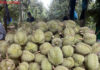 “VIP Durian Prices Soar to 115,000 VND/kg, While Defective Batches Sell for Just 20,000 VND”