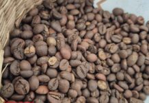 Today’s Coffee Prices (September 29): Where Will the New Week Take Us?