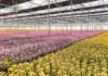 The Fresh Flower Giant: Hasfarm Acquires Australia’s Lynch Group