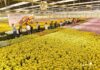 The Biggest Flower Company in Vietnam Spends 270 Million AUD on an Australian Acquisition, Becoming One of the Largest Flower Businesses Globally