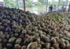Thai Dried Coconut at Affordable Prices Makes Its Way to Vietnam